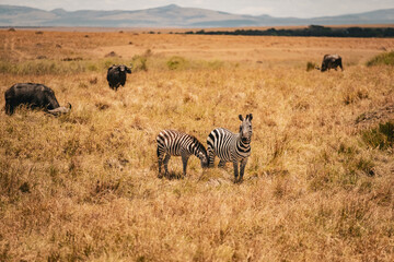 Zebra in Masai-Mara © Joas