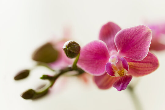 Phalaenopsis equalacea x Pinlong Cheris hybrid. Fragrant orchid hybrid combining the genetic traits of Phalaenopsis equestris, violacea, amabilis, schilleriana, aphrodite, and stuartiana