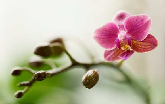 Phalaenopsis equalacea x Pinlong Cheris hybrid. Fragrant orchid hybrid combining the genetic traits of Phalaenopsis equestris, violacea, amabilis, schilleriana, aphrodite, and stuartiana