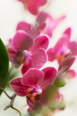 Obraz premium Phalaenopsis Orchid Brother Oconee 'Bedford'