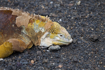 Galápagos-Landleguan ruht auf vulkanischem Gestein © Julia