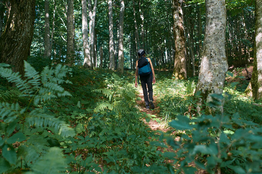 Female hiker with a backpack walking along a forest trail among tall trees and ferns. Sunlight patches on the ground. Hiking atmosphere.