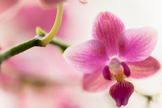 Phalaenopsis equalacea x Pinlong Cheris hybrid. Fragrant orchid hybrid combining the genetic traits of Phalaenopsis equestris, violacea, amabilis, schilleriana, aphrodite, and stuartiana