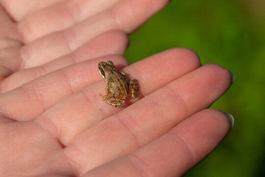 Small brown frog resting on a human hand outdoors