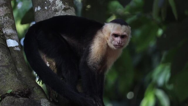 White-Faced Capuchin Monkey Sitting on a Tree in a Tropical Forest