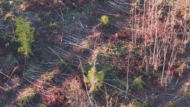 Devastating aftermath of deforestation showing a chaotic landscape of felled trees, destroyed ecosystem, and industrial logging impact on a northern boreal forest