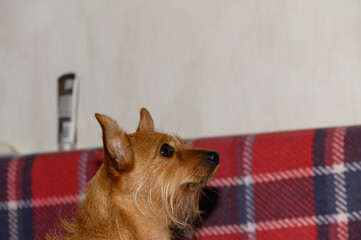 Small brown terrier dog close-up profile portrait © Михаил Шорохов