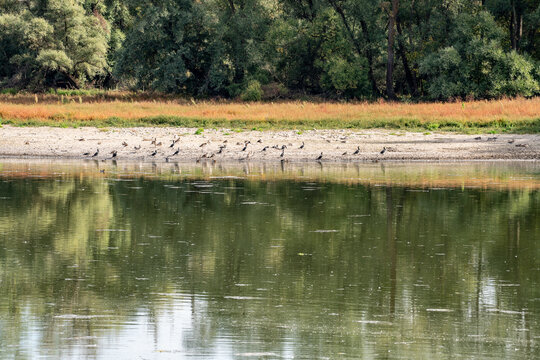 V&ouml;gel am Kiesstrand des Naturschutzgebietes K&uuml;hkpf/Knoblochsaue, Hessen