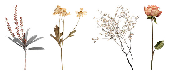 Fototapeta premium PNG Vintage botanical floral illustration on transparent background