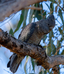 Gang-gang cockatoo © Tim