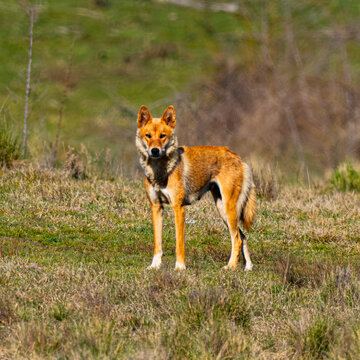 Australian Dingo