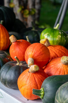 Assorted green and orange pumpkins and winter squash displayed outdoors in a garden, creating a colorful seasonal autumn harvest scene.