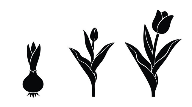 Detailed black and white vector illustration showing three stages of tulip growth from bulb to blooming flower