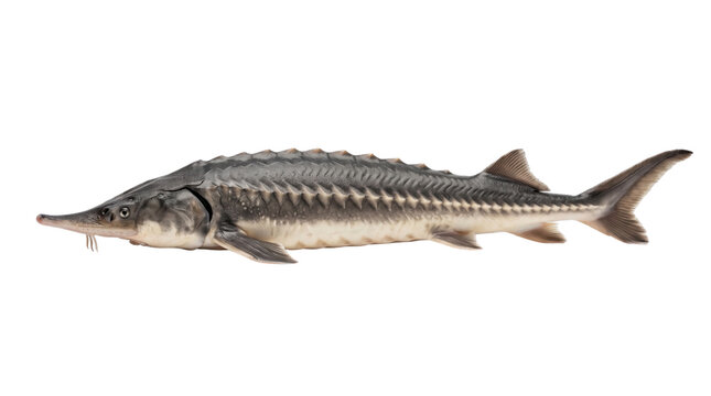 Fresh sturgeon fish, a large freshwater and saltwater fish, isolated on a clean white background, perfect for seafood and aquaculture themes, a valuable commercial catch.