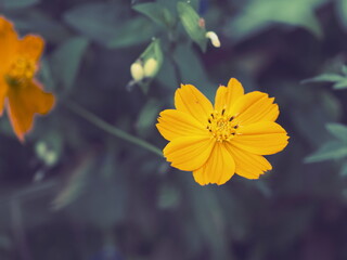 秋の庭に咲く鮮やかな黄花コスモスの花 © noda