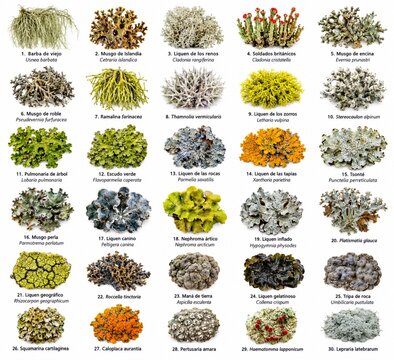Catalog of Lichens with names cientific