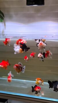 Cute Ranchu Goldfish Swimming in Clean Water of Indoor Glass Aquarium Tank under LED Light