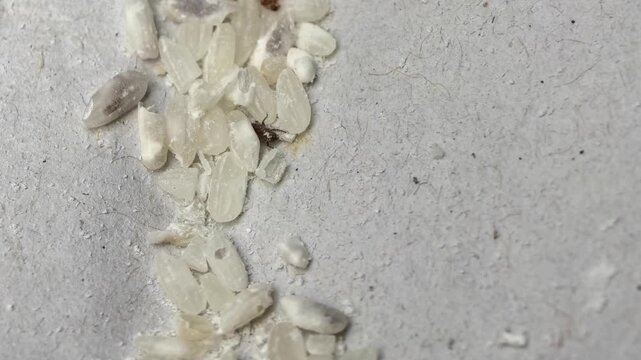 close up of a rice weevil 