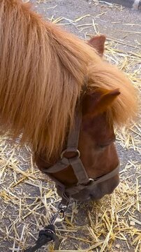 Cute brown chestnut pony with a thick fluffy mane and halter leaning down towards straw on the ground. Detailed footage showing soft fur, ears, and farm halter. Ideal for livestock farming