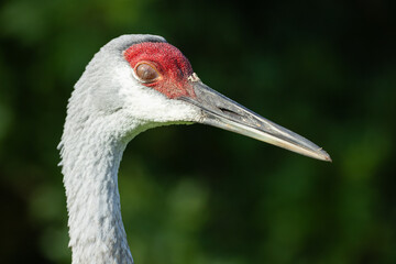 Obraz premium Sandhill Crane (Antigone canadensis) Blinking — Head and Neck Profile With Eye Closed Against Green Background