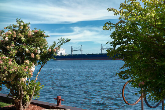 A freighter on the St. Lawrence Seaway framed between hydrangea bushes, sunny, blue sky, nobody