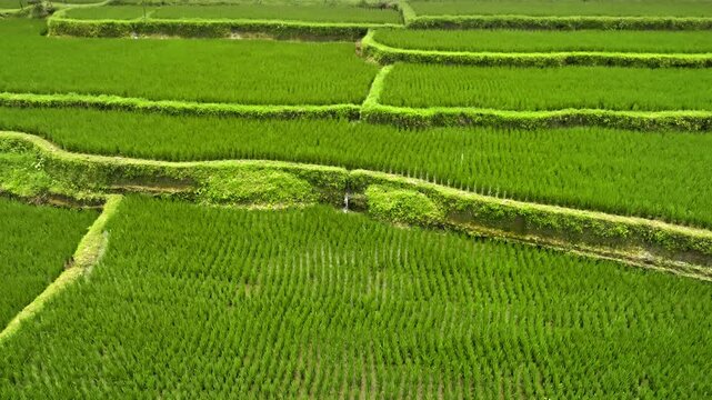 Lush green rice paddies pattern stretching across terraced fields, showcasing traditional agriculture and natural beauty in the tropical landscape of Ubud, Bali, Indonesia. Aerial view drone panorama