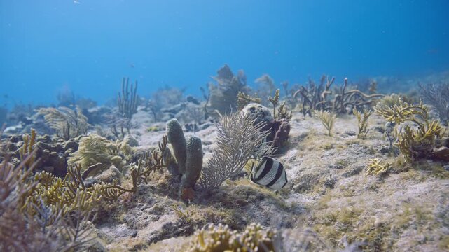 Pair of banded butterflyfish swimming over a hard coral reef substrate at Key Largo