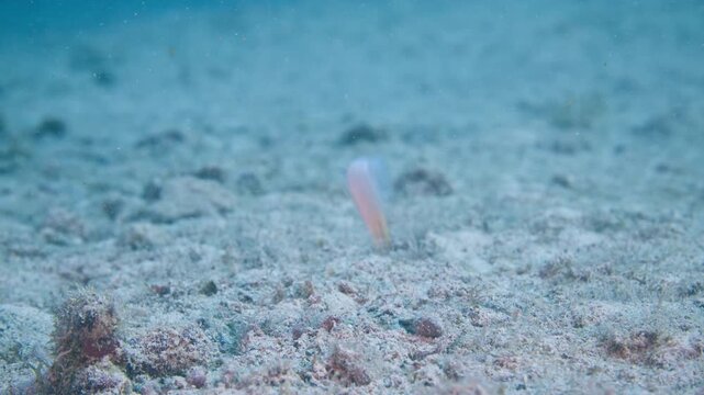 Yellowhead jawfish hovering vertically over its sand burrow before darting to safety at Key Largo