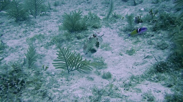 Smooth trunkfish blowing water into a sandy floor to reveal food at Key Largo