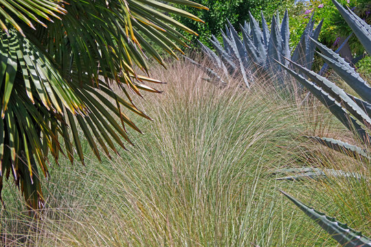 Drought resisting plants in an semi-urban landscape design