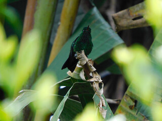 hummingbird on Banana Leaf © RS_Trujillo