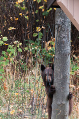 Black bear cub climbing down a mountain ash tree beside a garden shed © Andrea Kuipers