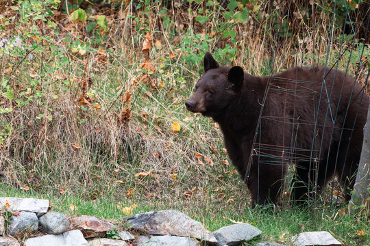 Black bear, Ursus americanus, sow standing between a forest and a yard with garden equipment