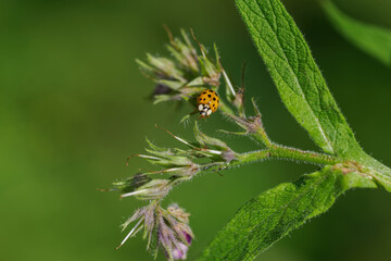 Detail of an orange Asian ladybeetle on the upper part of a plant leaf. © lapis2380