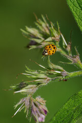 Detail of an orange Asian ladybeetle on the upper part of a plant leaf. © lapis2380