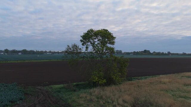 Tree stands solitary in vast, tilled field at dawn