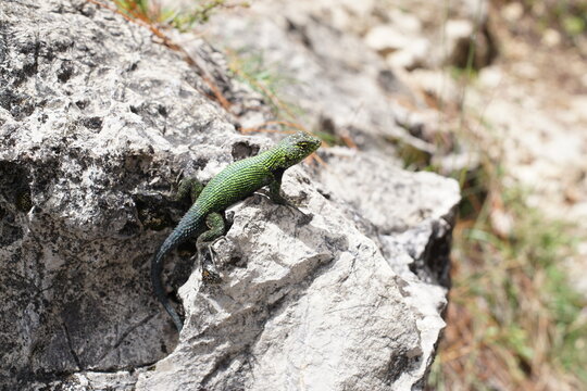 Green lizard on a limestone rock in Guatemala