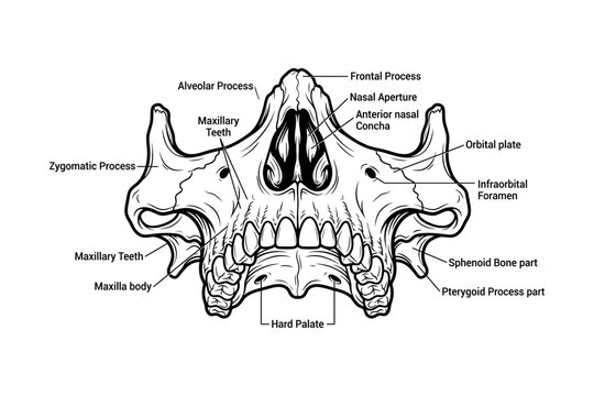 Vintage Human Skull Anatomy Diagram with Teeth and Facial Bones
