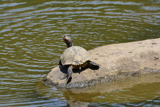Close-up of a red eared slider turtle sunbathing on a rock in a summer pond