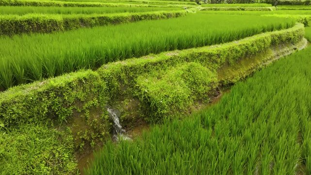 Green terraced rice paddies in rural Bali, a tropical island with flowing water irrigation channels, nourishing vibrant, lush fields on hillside terraces near Ubud, showcasing traditional farming