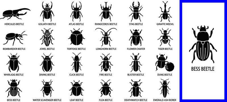 Black beetle silhouette icon set hercules goliath atlas rhinoceros stag giraffe bombardier jewel tortoise longhorn flower tiger whirligig diving bess