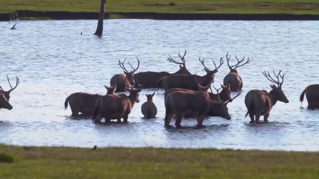 A herd of milu deer, also known as pre davids deer, wading and cooling off in the shallow waters of a wetland habitat