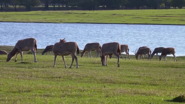 A herd of milu deer grazing in a green meadow near a lake in a natural habitat