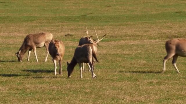 A small herd of pre davids deer grazing on a grassy field in a natural habitat during a sunny day