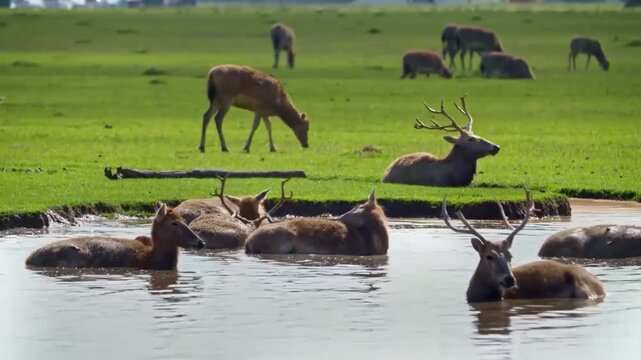 A herd of milu deer, also known as pre davids deer, resting and wading in a shallow wetland pond in a grassy field during the daytime