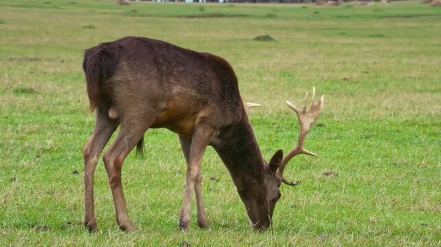 A majestic dark brown fallow deer with large, palmate antlers grazing peacefully in a vast, open green meadow on a cloudy day