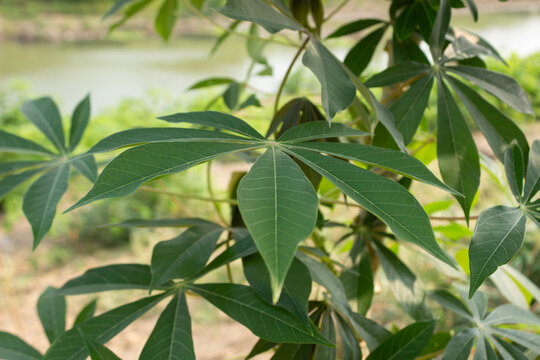 Fresh green cassava leaves close up growing in agricultural farm plantation background