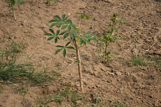 Young cassava plant growing in dry soil on agricultural field in rural farming area