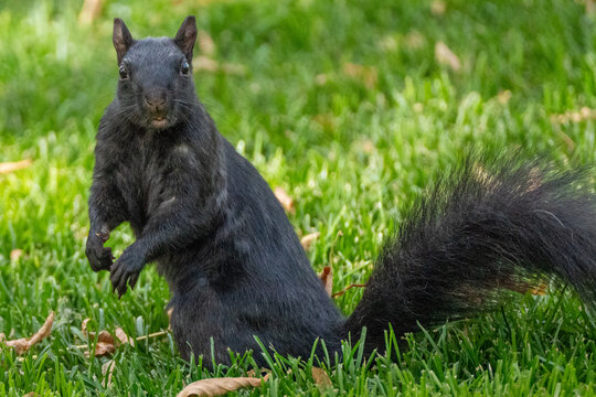 Squirrel on the grass making funny expression