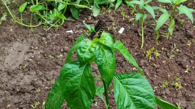 Lush Cassava Plant Growing with a Butterfly Resting on Green Leaves 4K Seamless Looping Animation Video Background